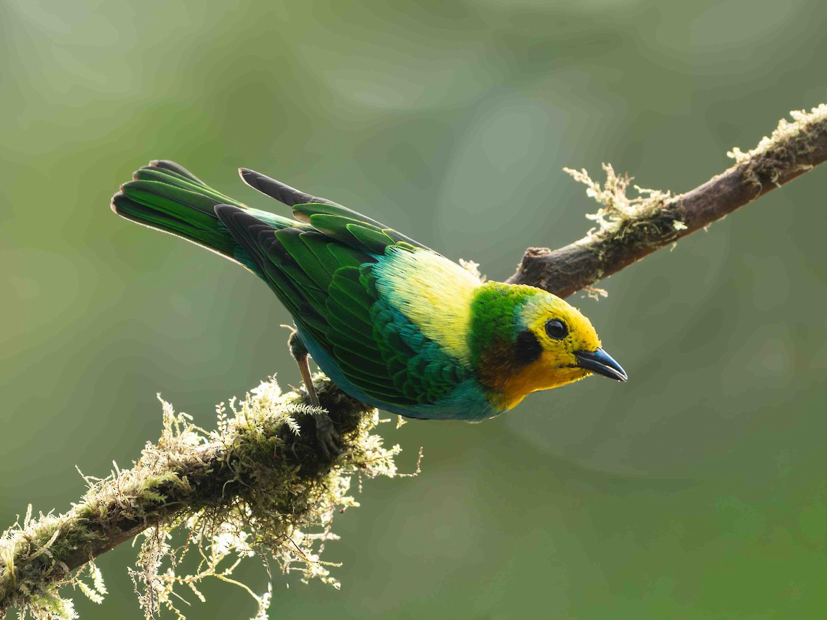Multicolored Tanager - ML645157049