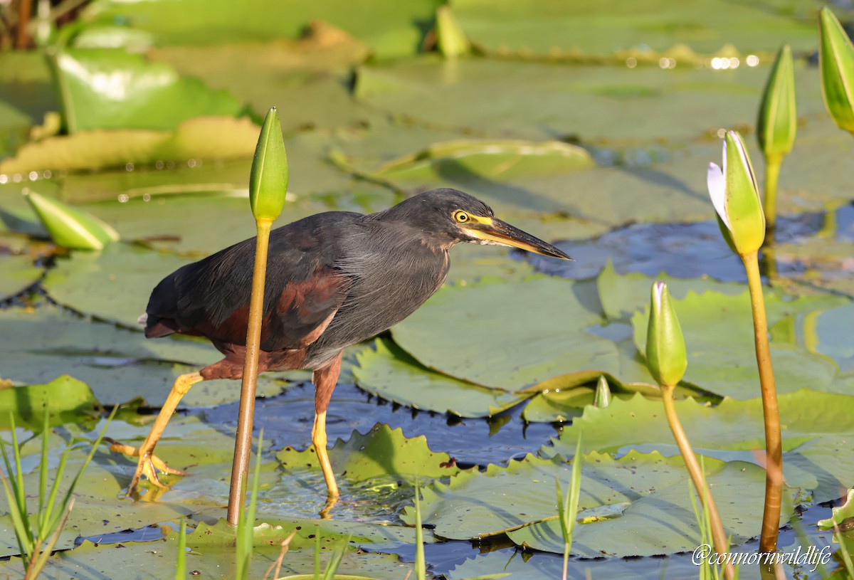 rustbukhegre - ML645157060