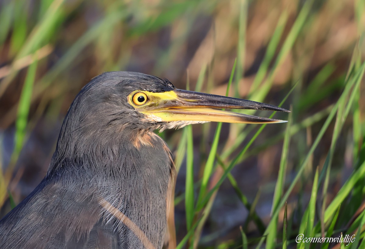 rustbukhegre - ML645157061