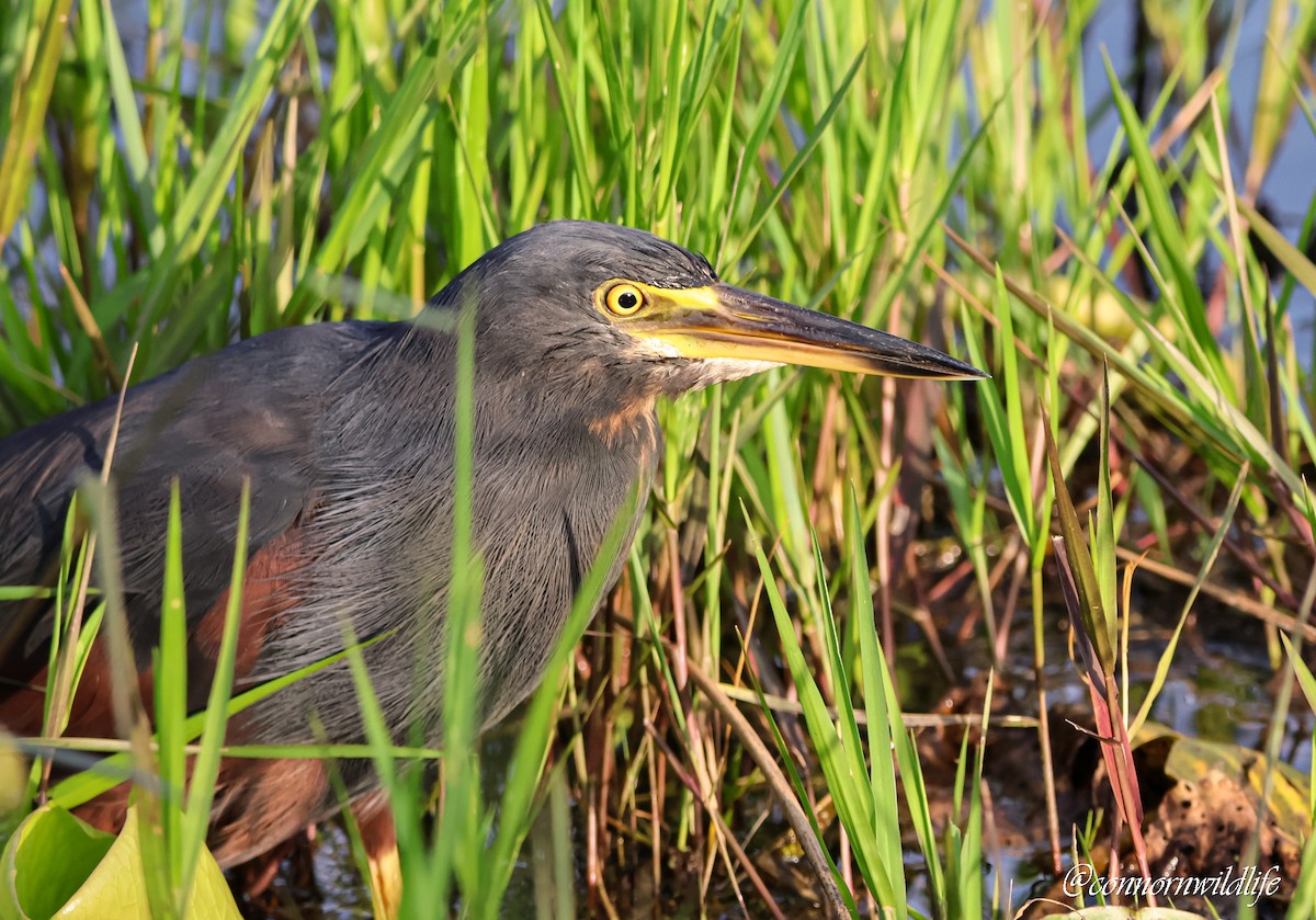 rustbukhegre - ML645157062