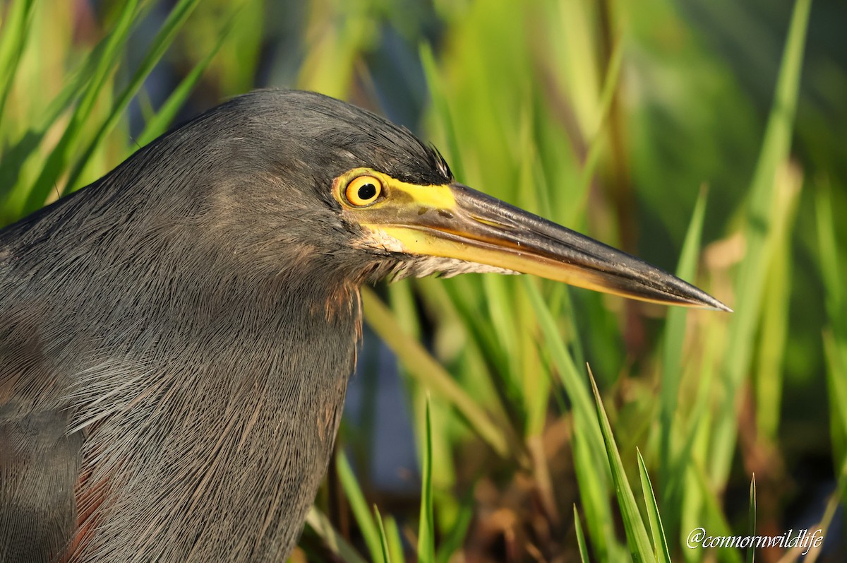 rustbukhegre - ML645157065