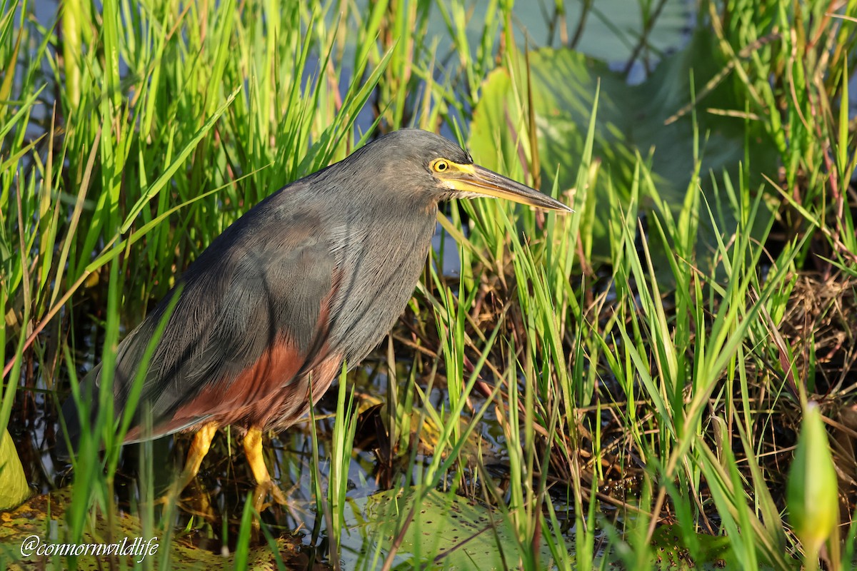 rustbukhegre - ML645157068