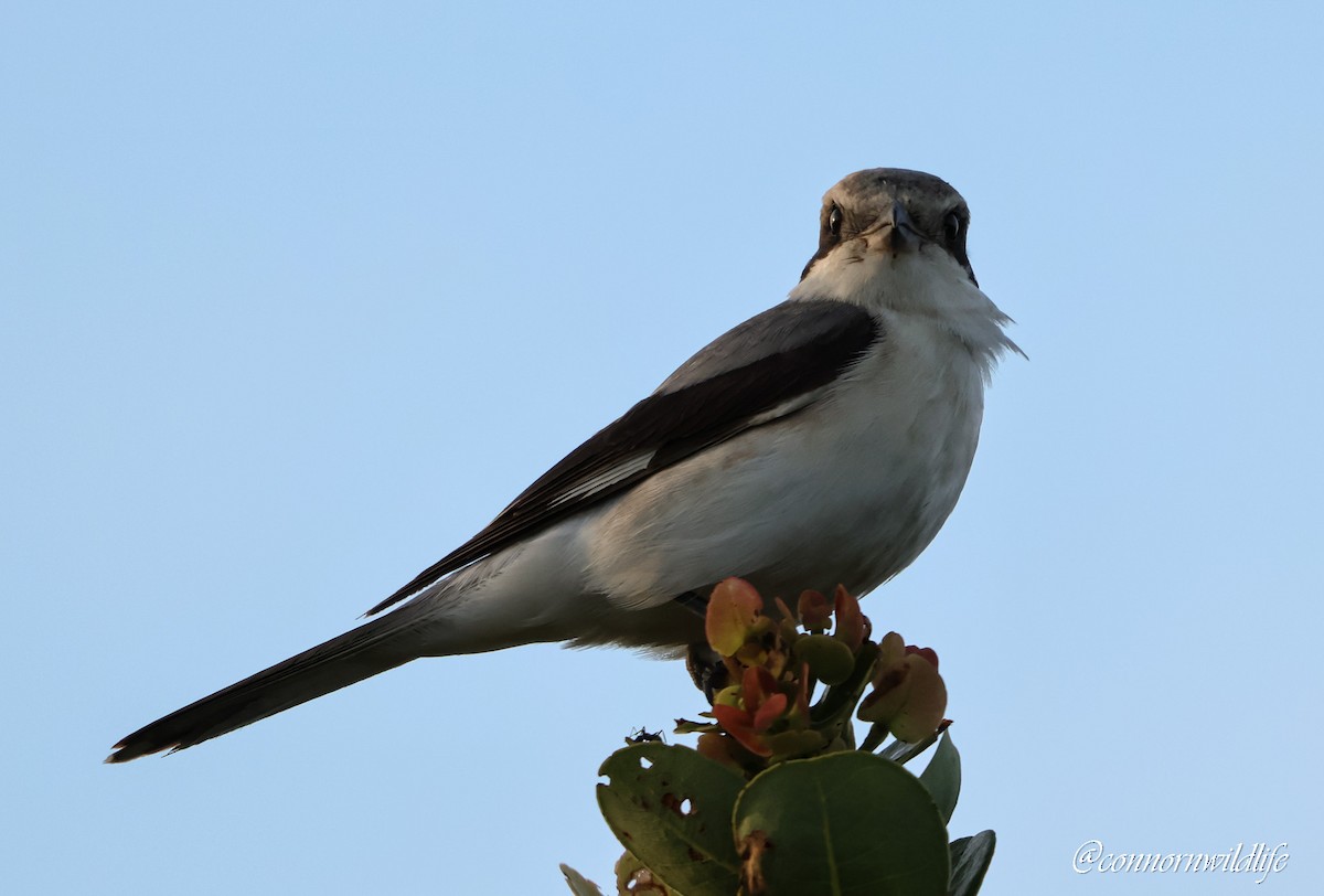 Чернолобый сорокопут - ML645157078