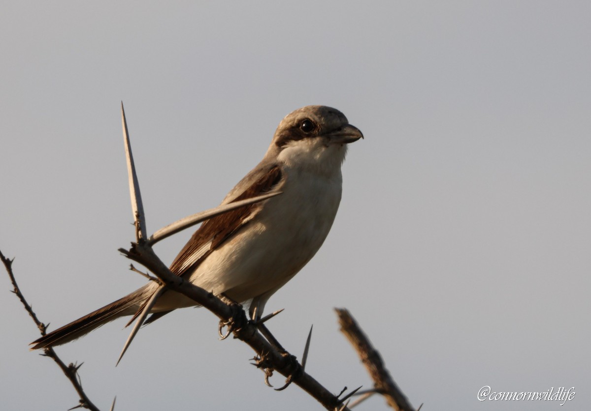 Чернолобый сорокопут - ML645157079