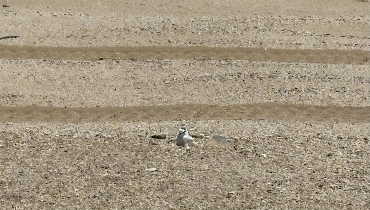 White-fronted Plover - ML645157081