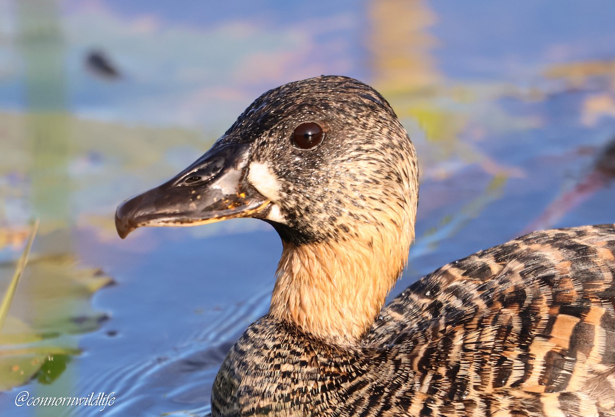 White-backed Duck - ML645157084