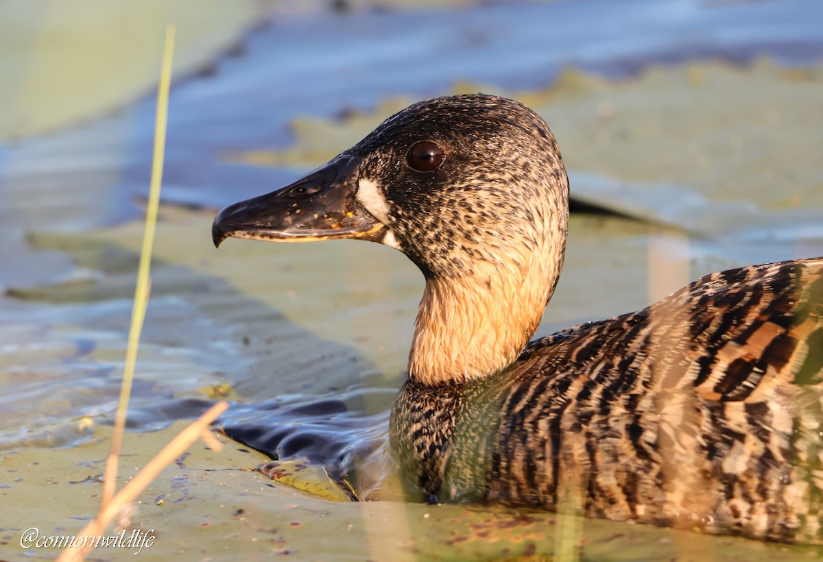 White-backed Duck - ML645157088