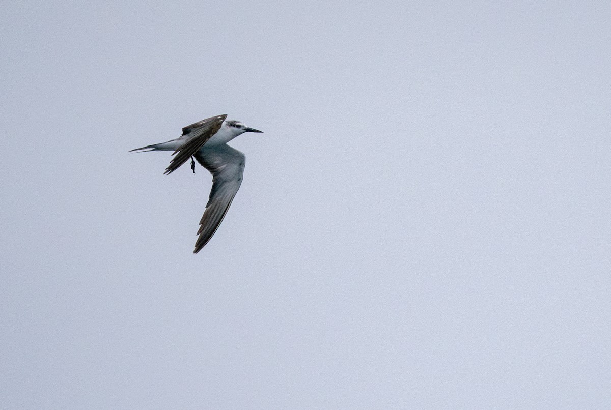 Bridled Tern - ML645157096