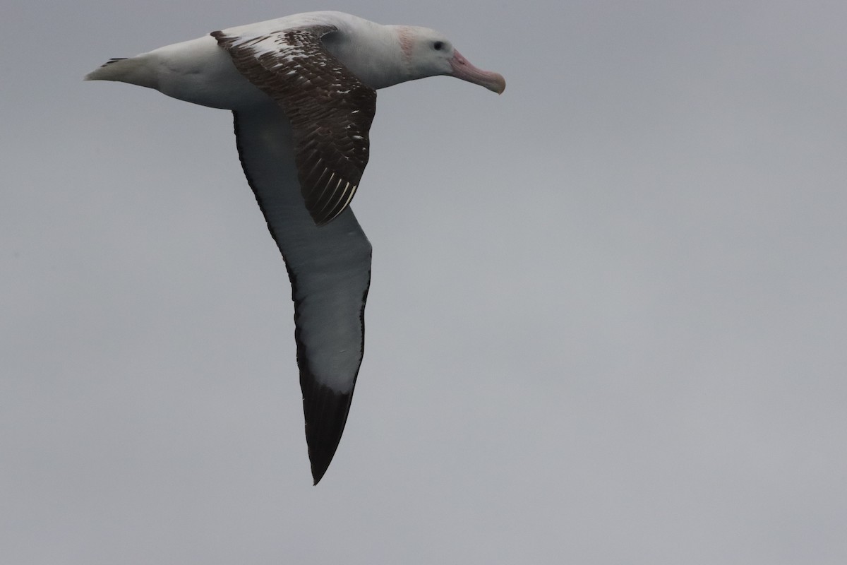 Antipodean Albatross (Gibson's) - ML645157112