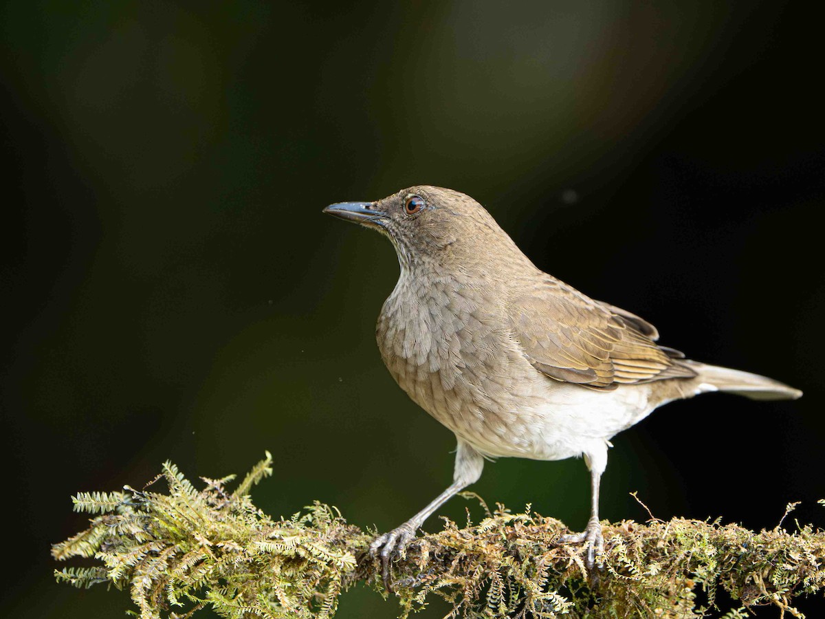 Black-billed Thrush - ML645157118