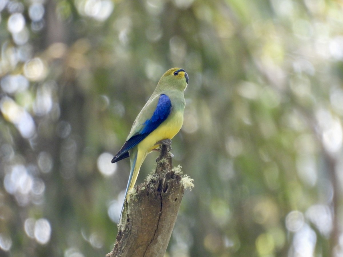 Blue-winged Parrot - ML645157147