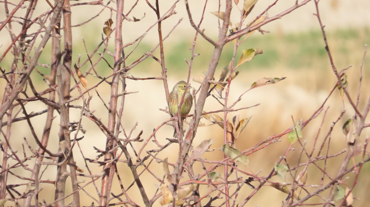 Escribano Cerillo - ML645157149