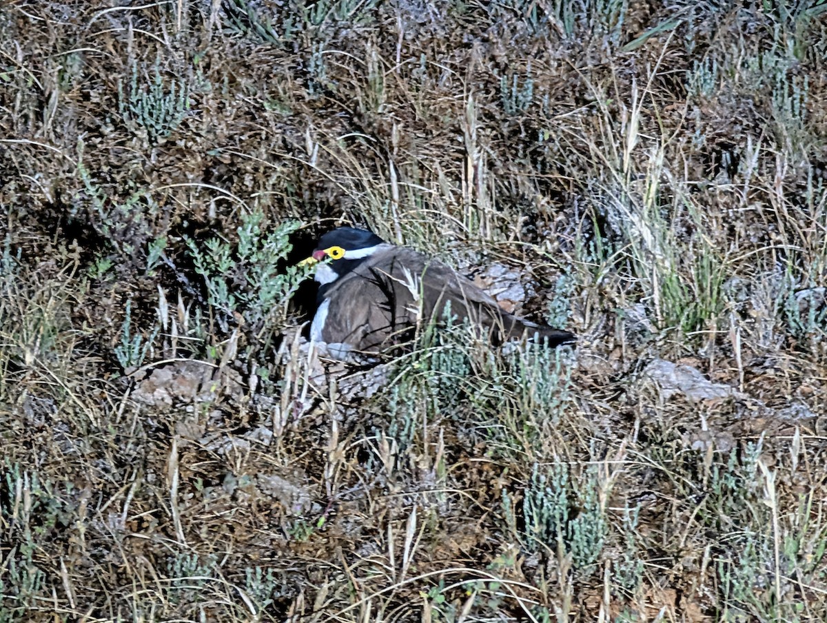 Banded Lapwing - ML645157151