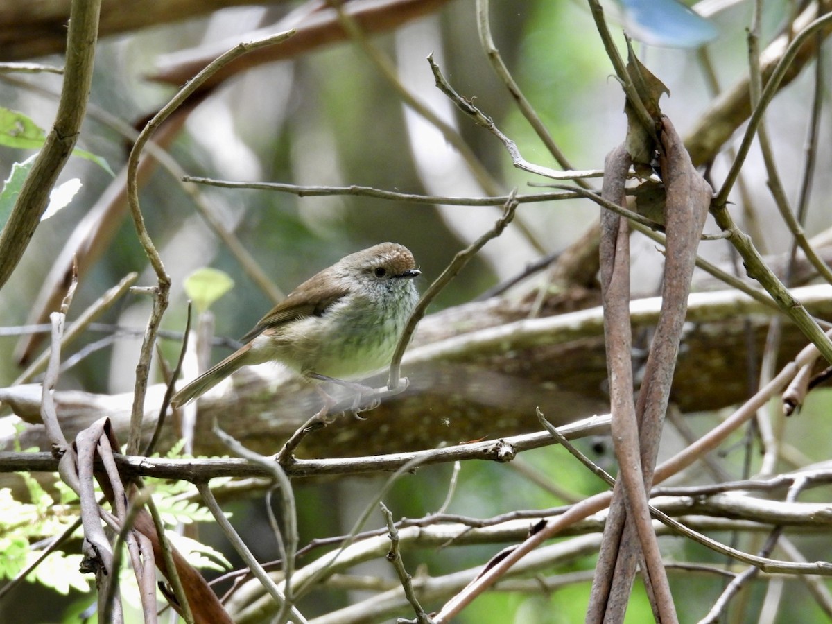 Brown Thornbill - ML645157152