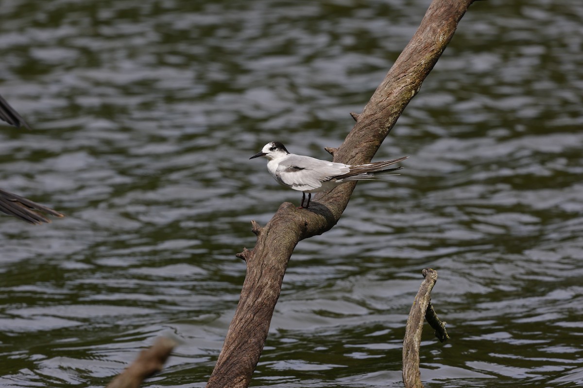 Flussseeschwalbe - ML645157169