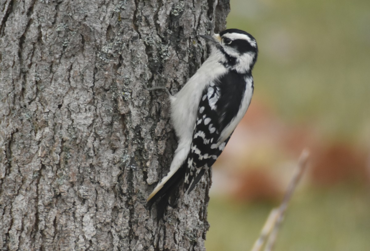 セジロコゲラ - ML645157177