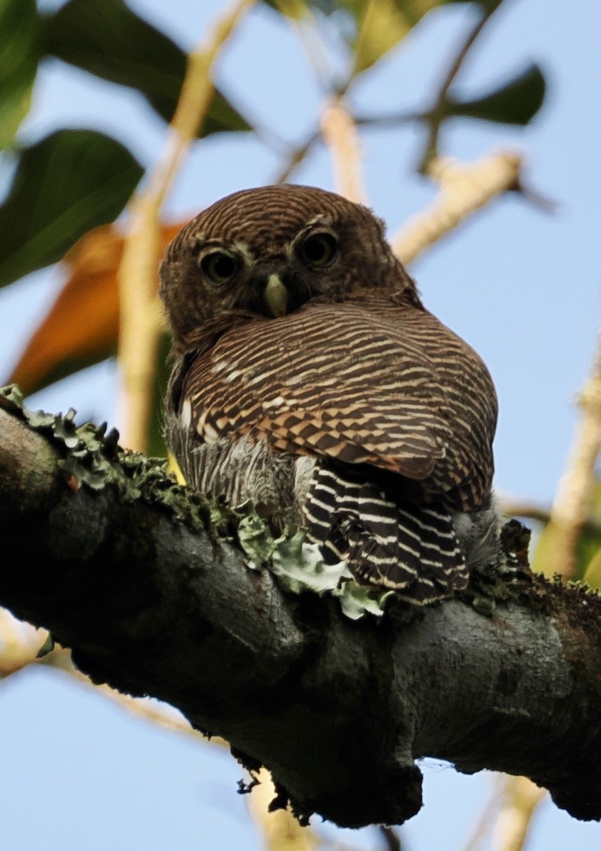 Jungle Owlet - ML645157178