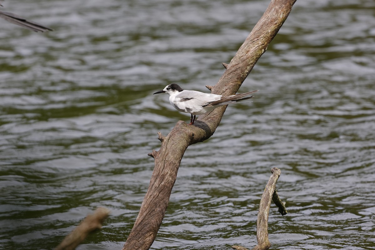 Flussseeschwalbe - ML645157179