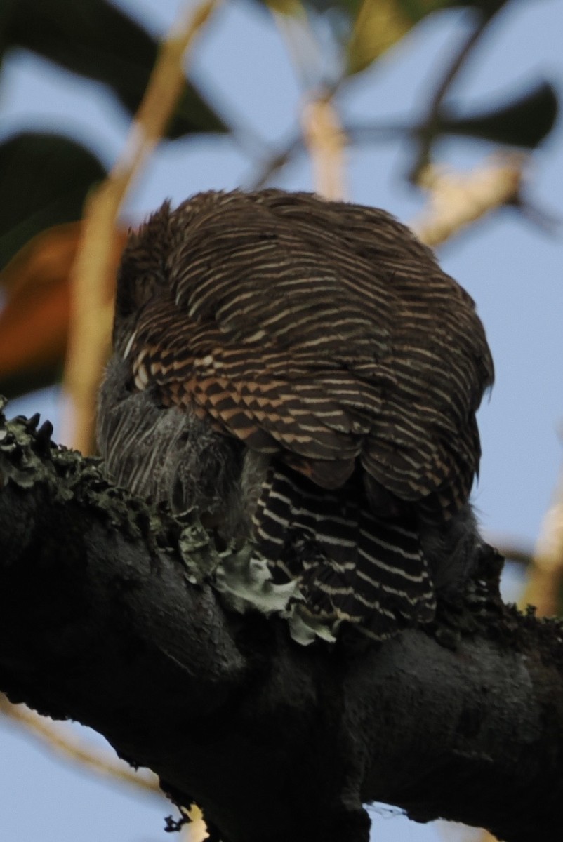 Jungle Owlet - ML645157180