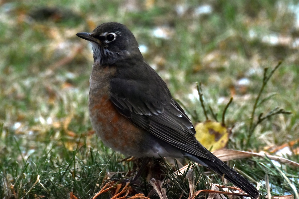 コマツグミ - ML645157187