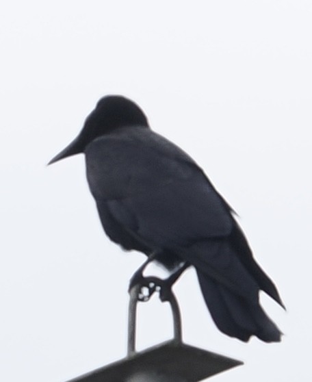 Large-billed Crow - ML645157189