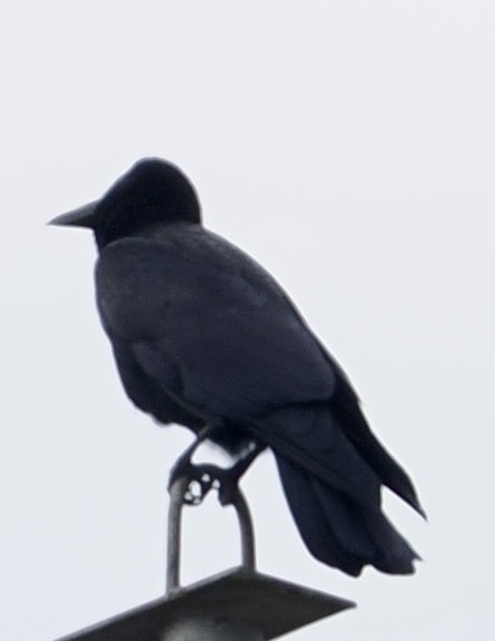 Large-billed Crow - ML645157190