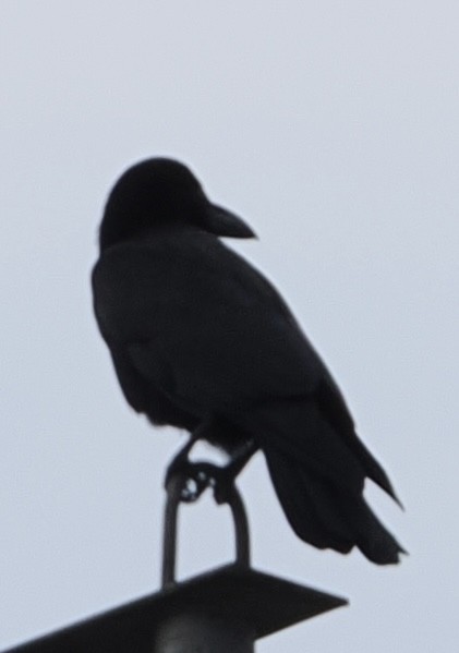 Cuervo Picudo - ML645157191