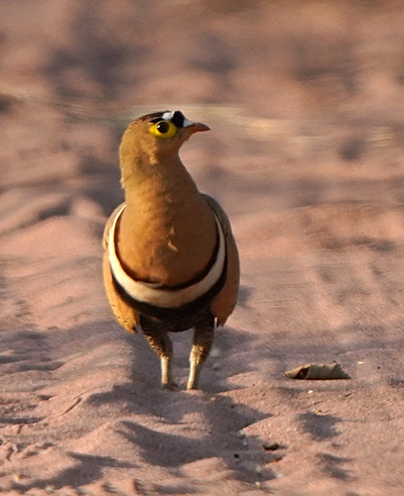 Ganga Cuadricinta - ML645157194