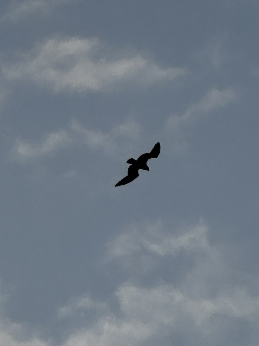 Águila Pescadora - ML645157200