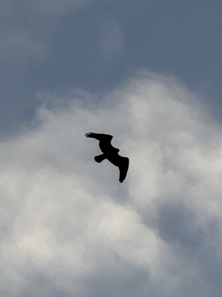 Águila Pescadora - ML645157201