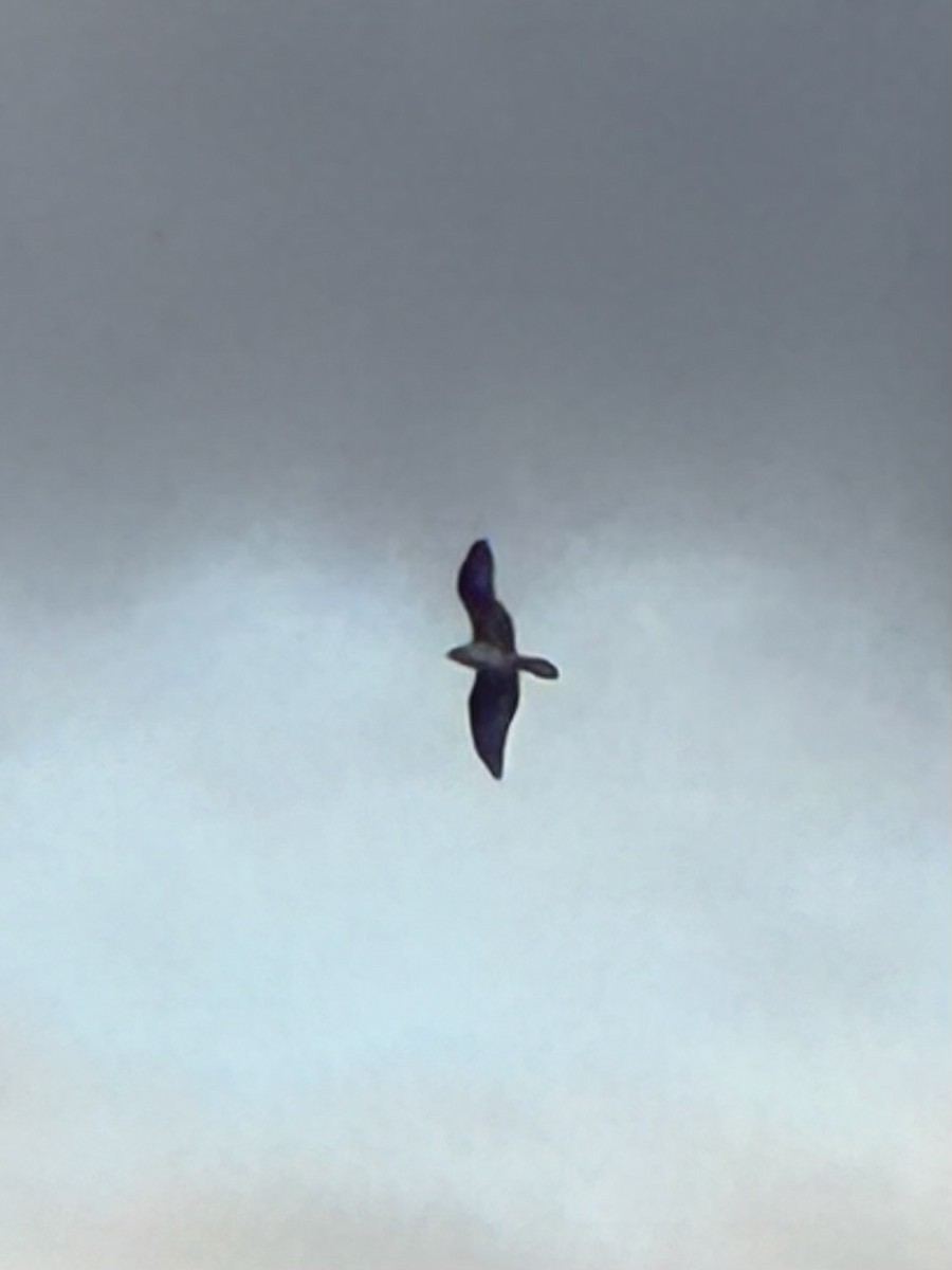 Águila Pescadora - ML645157202