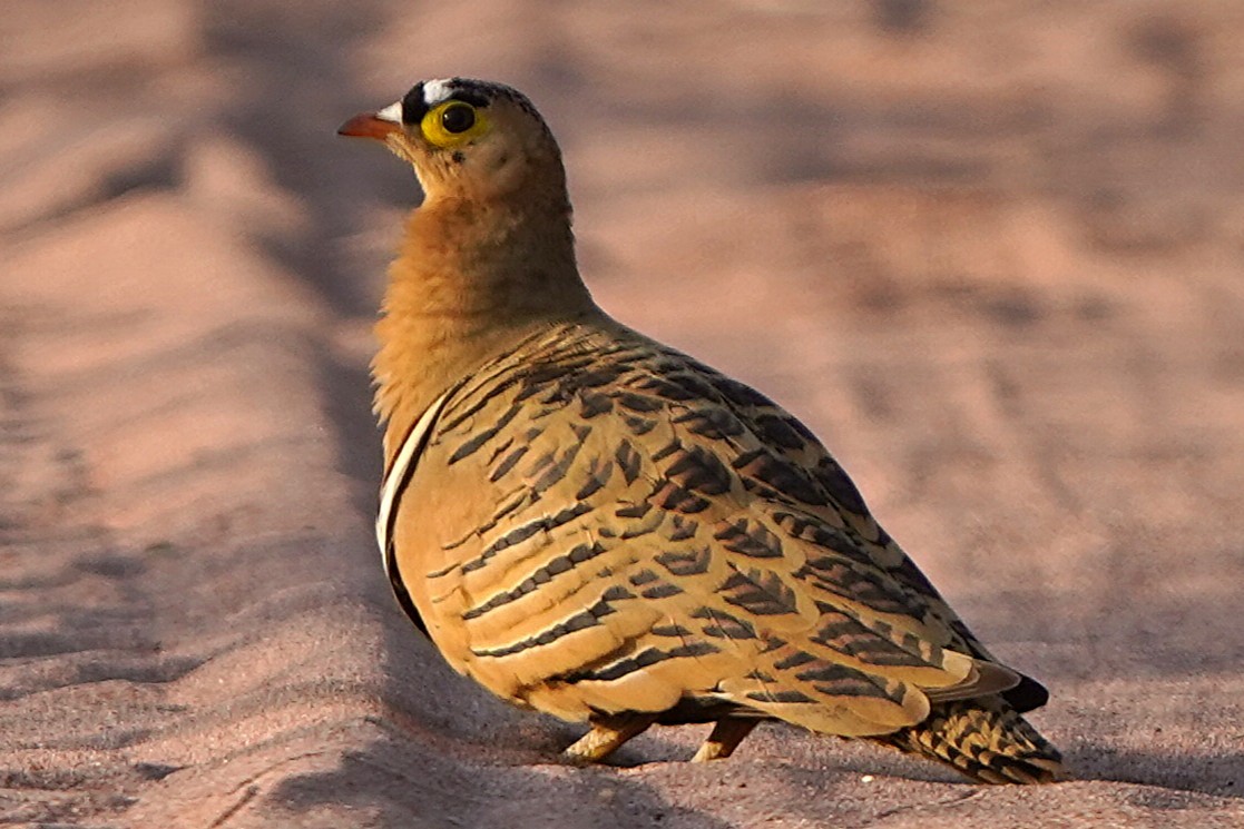 Ganga Cuadricinta - ML645157203