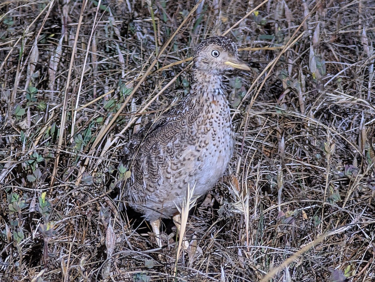 Llanero - ML645157204