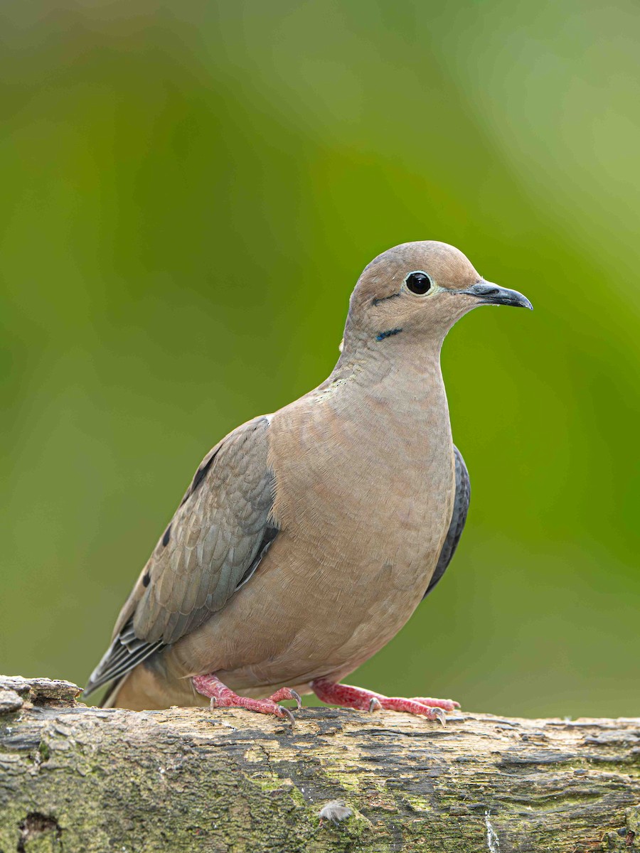 Zenaida Torcaza - ML645157205