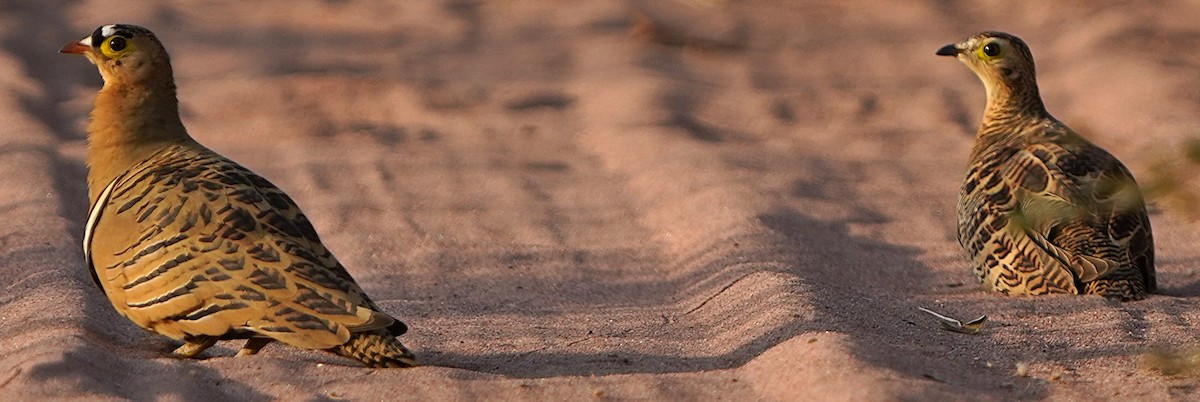 Ganga Cuadricinta - ML645157206