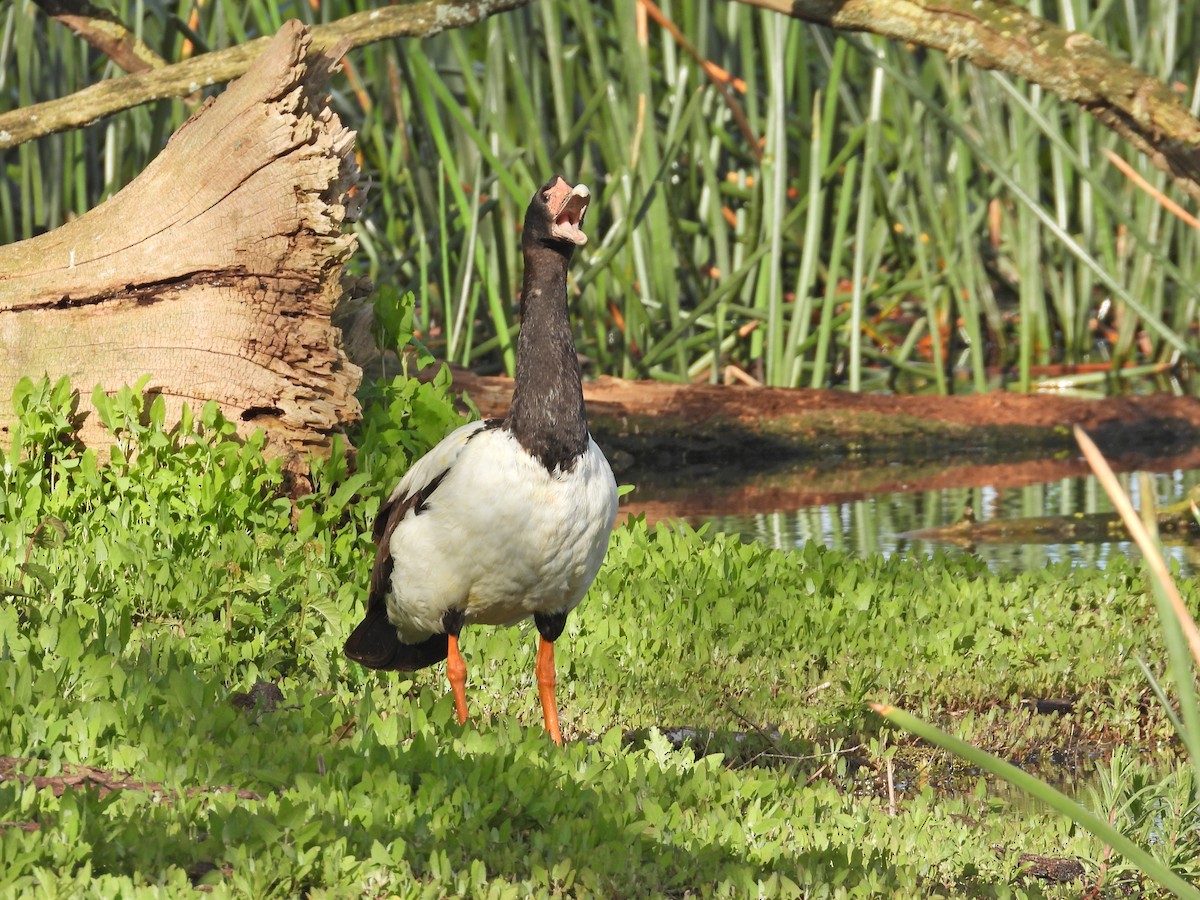 Ganso Urraca - ML645157207