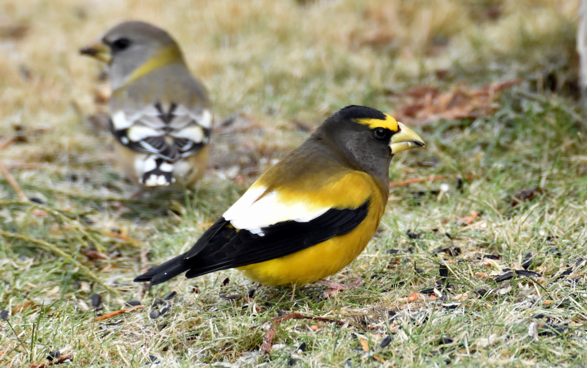 Picogordo Vespertino - ML645157208