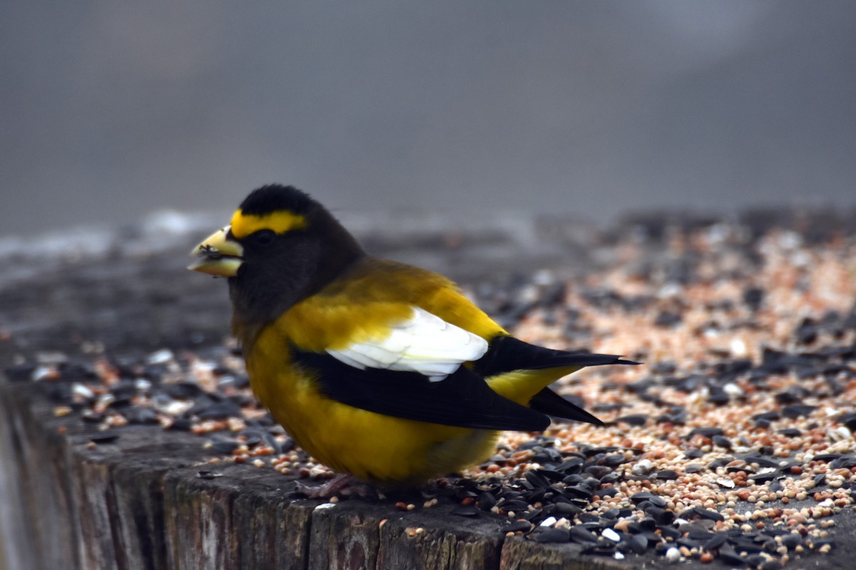 Picogordo Vespertino - ML645157209