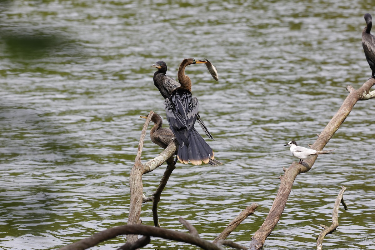 Anhinga Americana - ML645157210