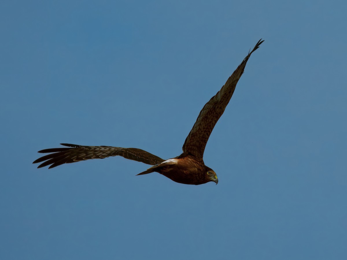 Aguilucho Lagunero del Pacífico - ML645157211