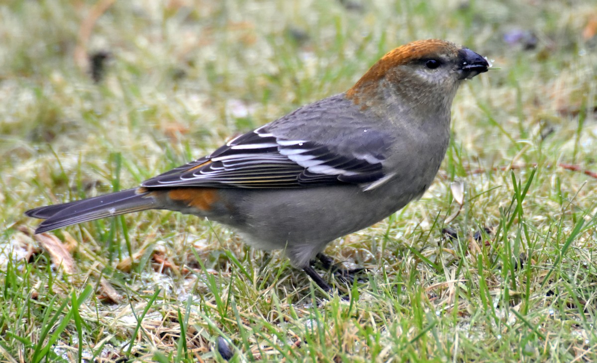 Camachuelo Picogrueso - ML645157212