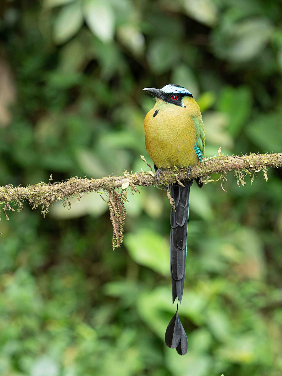 Momoto Serrano - ML645157213