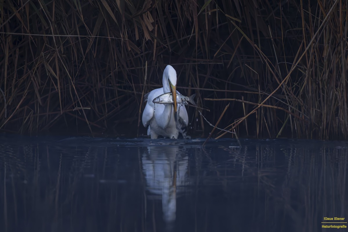 Garceta Grande - ML645157214