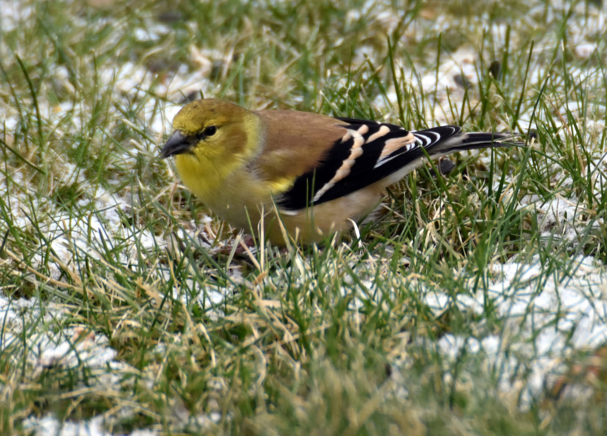 Jilguero Yanqui - ML645157215