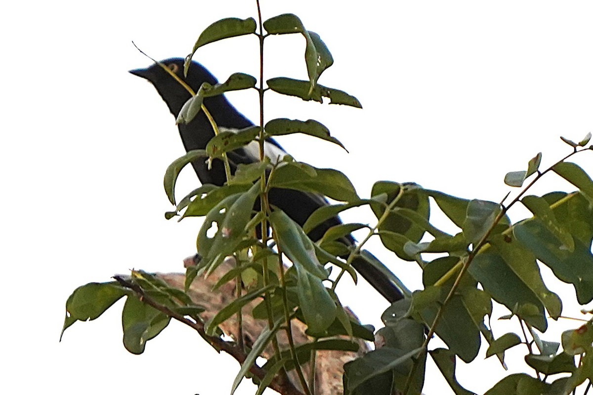 Carbonero Guineano - ML645157216