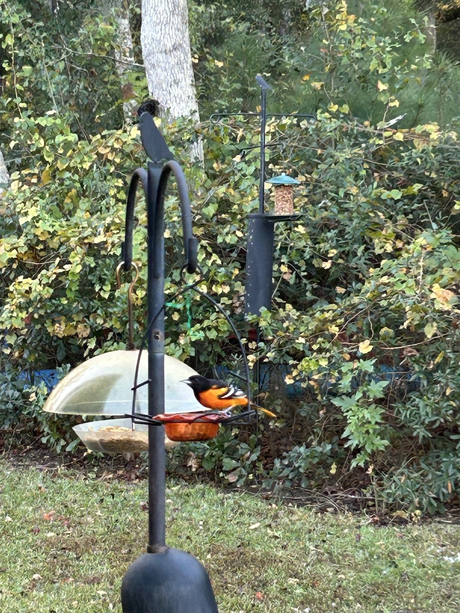 Turpial de Baltimore - ML645157217