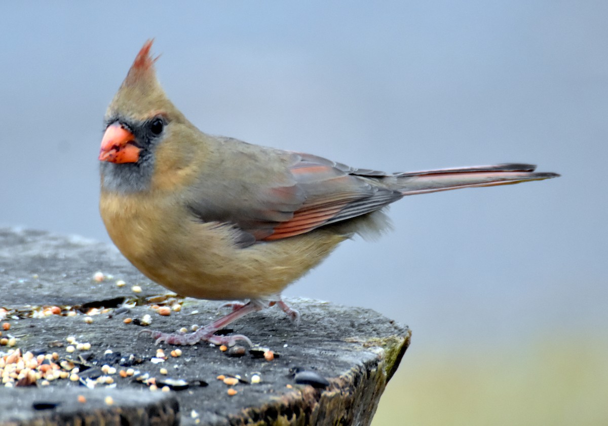 Cardenal Norteño - ML645157218