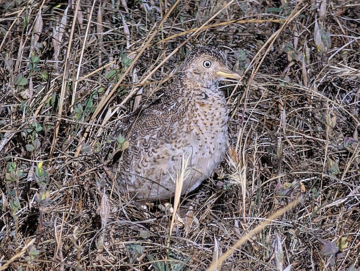 Llanero - ML645157219