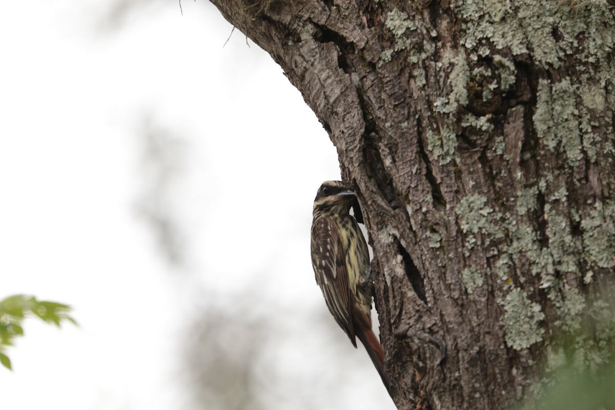 Bienteveo Rayado - ML645157220