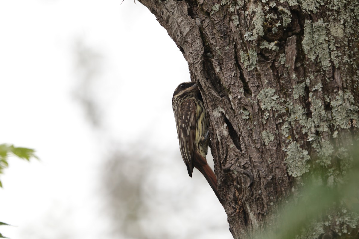 Bienteveo Rayado - ML645157221